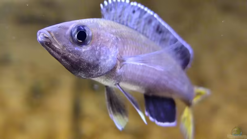 Cyprichromis leptosoma Kitumba von axolotl (40)