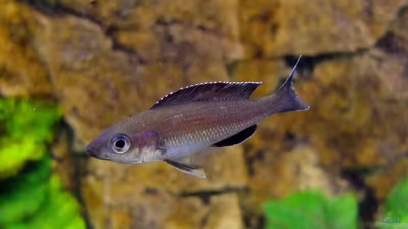 Cyprichromis leptosoma Kitumba von axolotl (48)