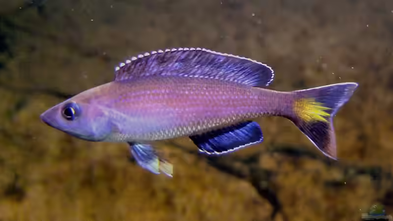 Cyprichromis leptosoma Kitumba von axolotl (52)