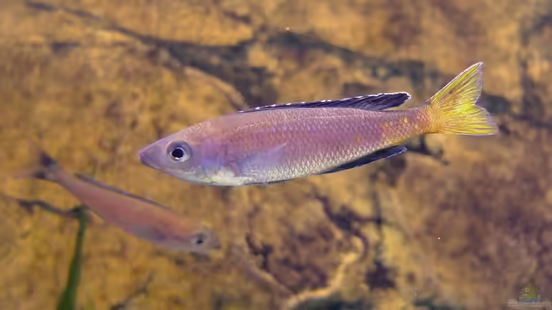 Cyprichromis leptosoma Kitumba von axolotl (54)
