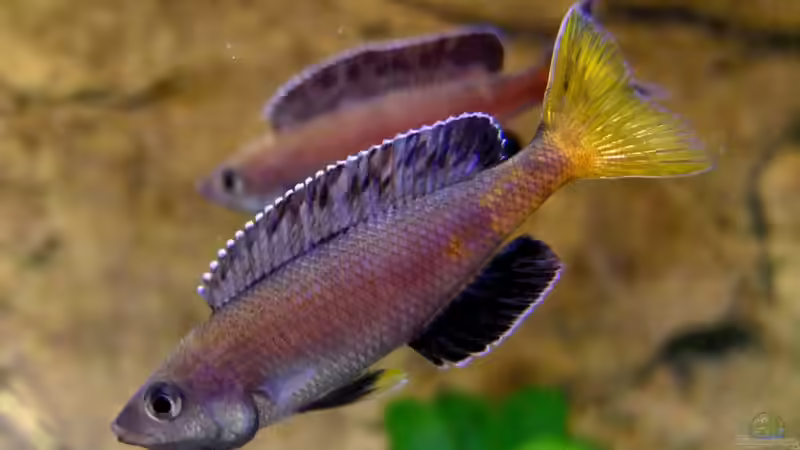 Cyprichromis leptosoma Kitumba von axolotl (56)