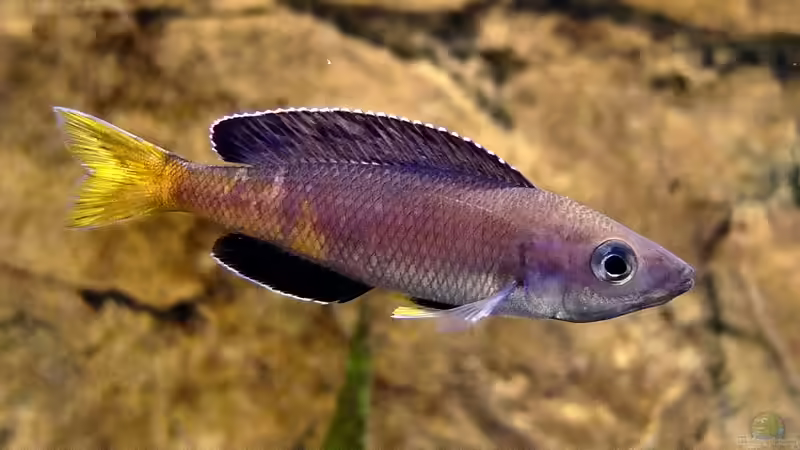 Cyprichromis leptosoma Kitumba von axolotl (58)