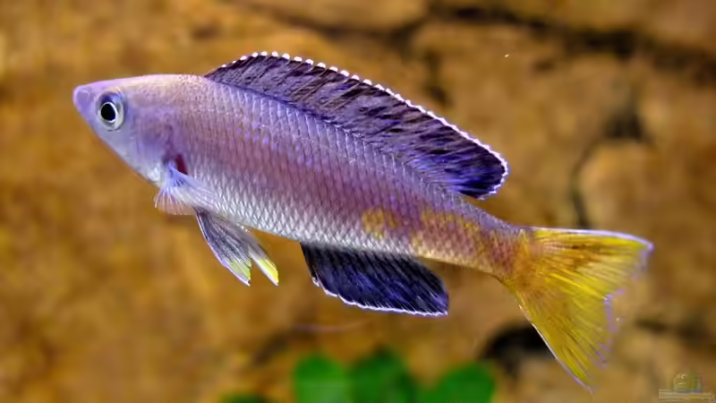 Cyprichromis leptosoma Kitumba von axolotl (59)