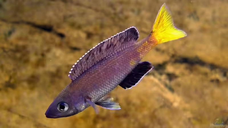 Cyprichromis leptosoma Kitumba von axolotl (60)