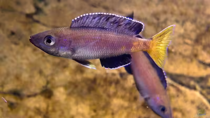 Cyprichromis leptosoma Kitumba von axolotl (61)