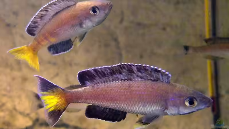 Cyprichromis leptosoma Kitumba von axolotl (62)