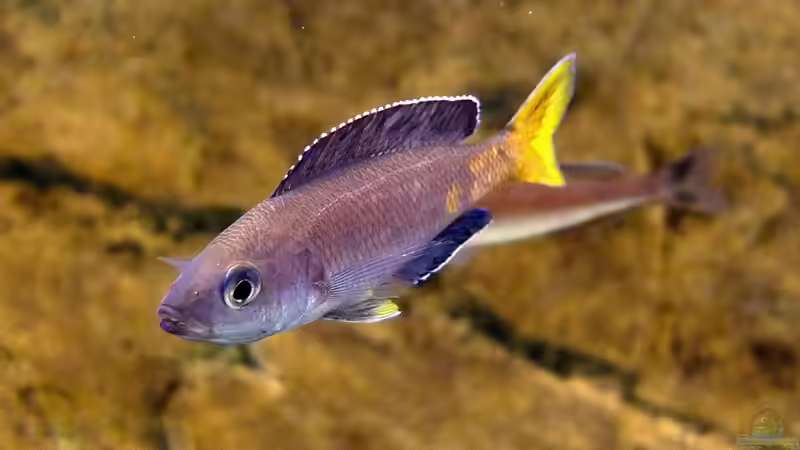 Cyprichromis leptosoma Kitumba von axolotl (63)