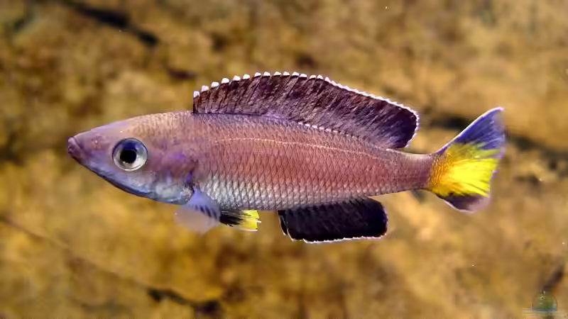 Cyprichromis leptosoma Kitumba von axolotl (65)