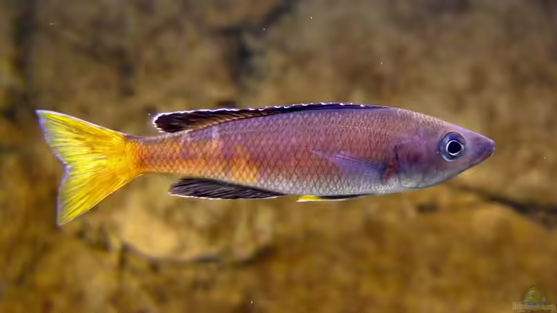 Cyprichromis leptosoma Kitumba von axolotl (67)
