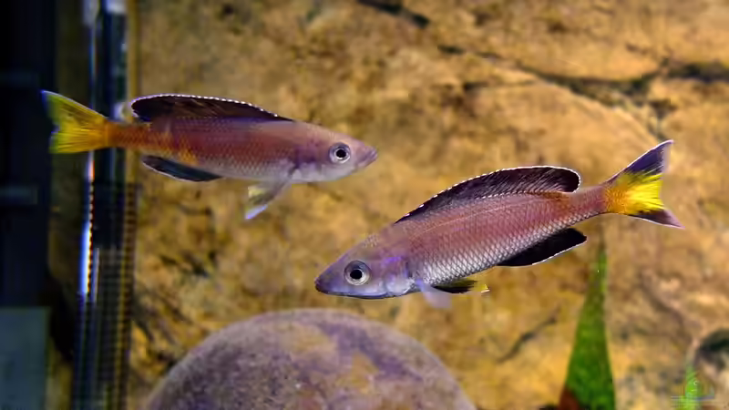 Cyprichromis leptosoma Kitumba von axolotl (75)