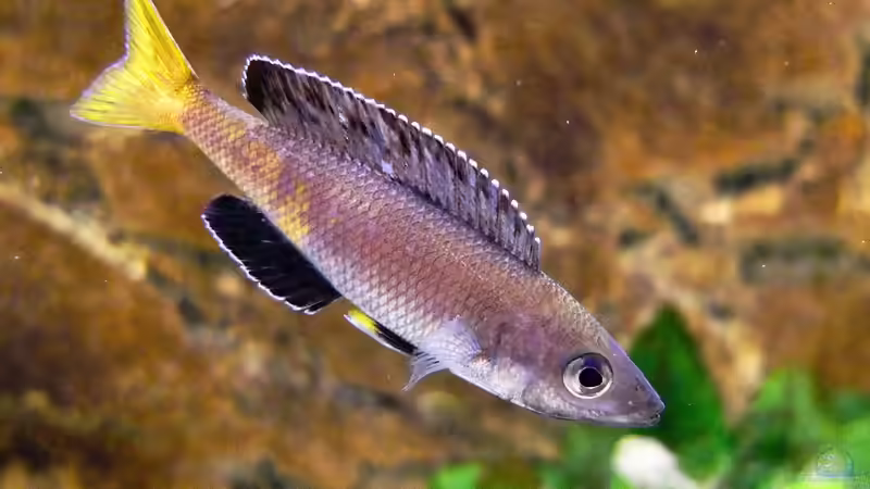 Cyprichromis leptosoma Kitumba von axolotl (76)