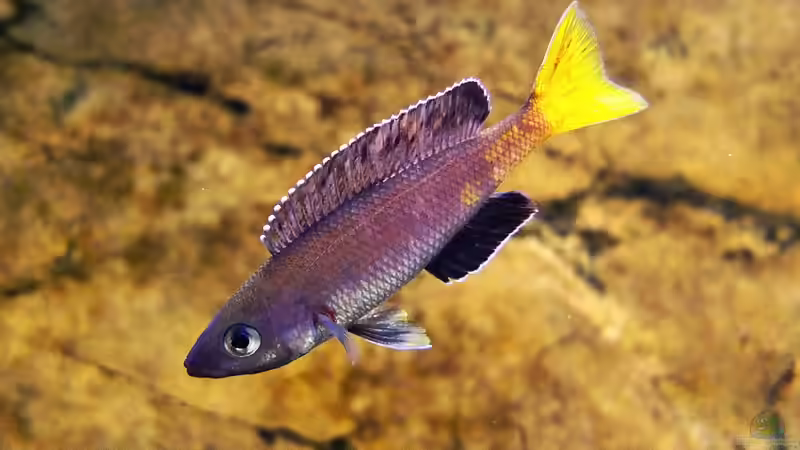 Cyprichromis leptosoma Kitumba von axolotl (77)