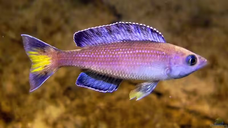 Cyprichromis leptosoma Kitumba von axolotl (79)