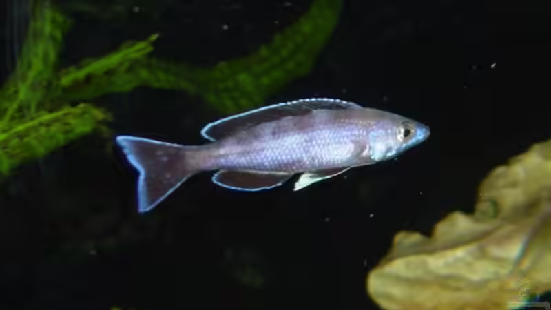 Cyprichromis leptosoma Kitumba von Rainer Faßbender (7)