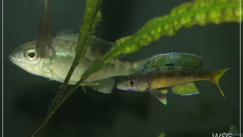 Cyprichromis leptosoma kitumba von wolf87 (22)