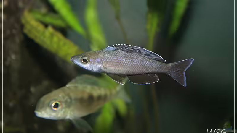 Cyprichromis leptosoma kitumba von wolf87 (23)