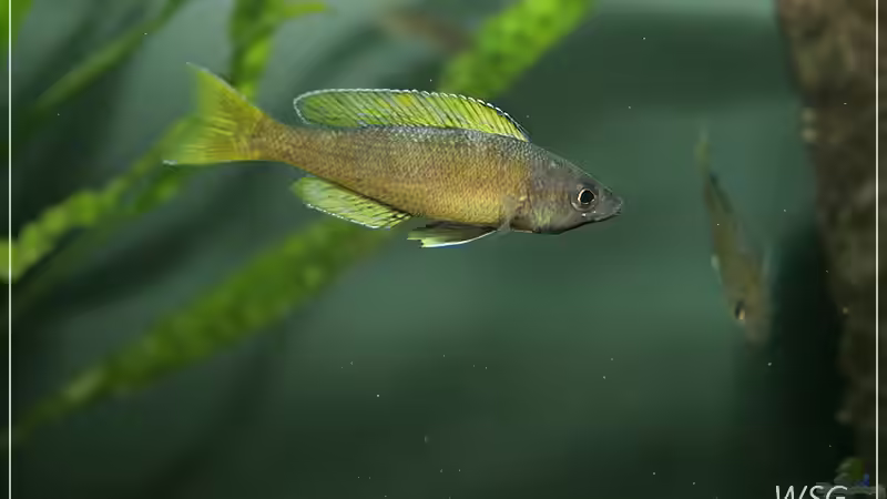 Aquarien mit Cyprichromis leptosoma (Blauer Heringscichlide)
