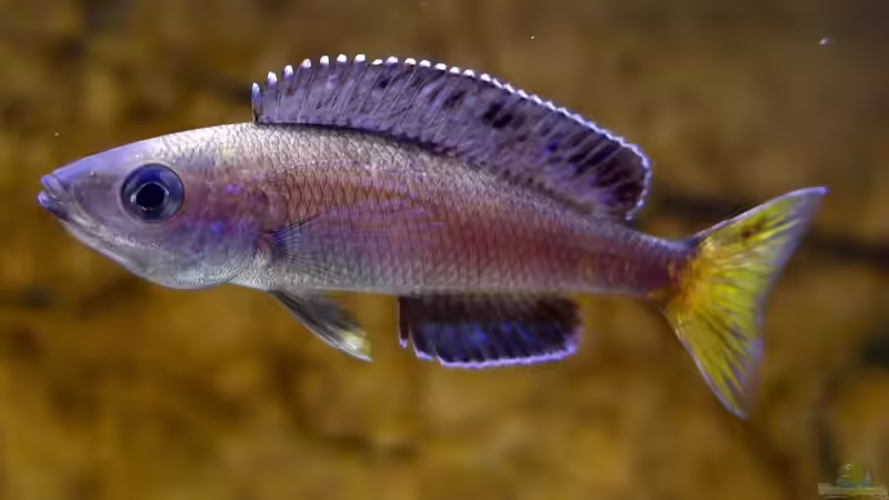 Aquarien mit Cyprichromis leptosoma (Blauer Heringscichlide)