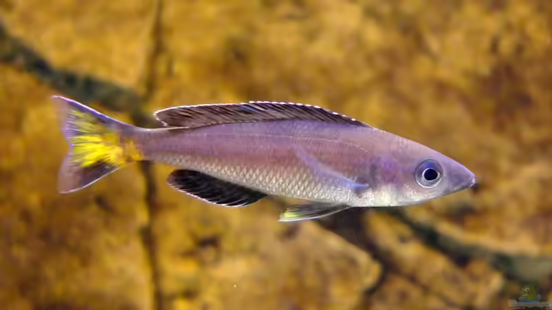 Aquarien mit Cyprichromis leptosoma (Blauer Heringscichlide)