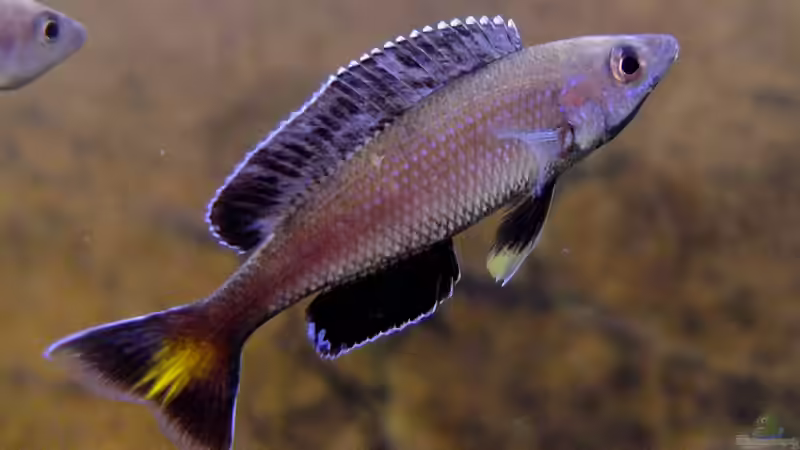 Aquarien mit Cyprichromis leptosoma (Blauer Heringscichlide)