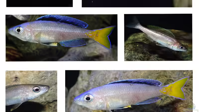 Beispiele für Aquarien mit Heringscichliden (Cyprichromis)