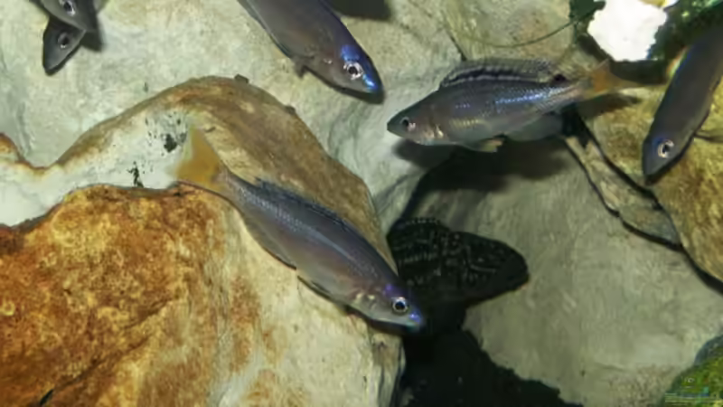 Cyprichromis Leptosoma Mpulungu und Lepidolamprologus Kendalli/Nkambae von rayskin (15)