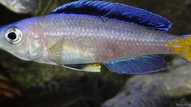 Cyprichromis leptosoma Mpulungu von Cichliden-Kabuff (21)