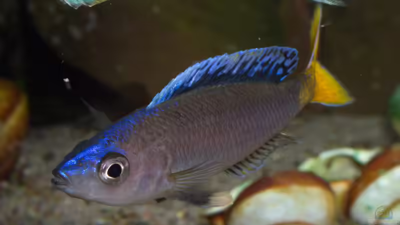 Cyprichromis leptosoma ´mpulungu´ von ravaka (101)