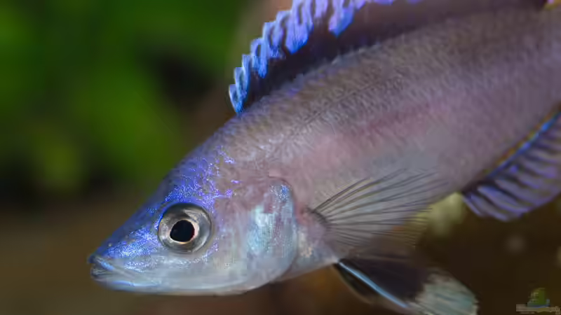 Cyprichromis leptosoma ´mpulungu´ von ravaka (104)