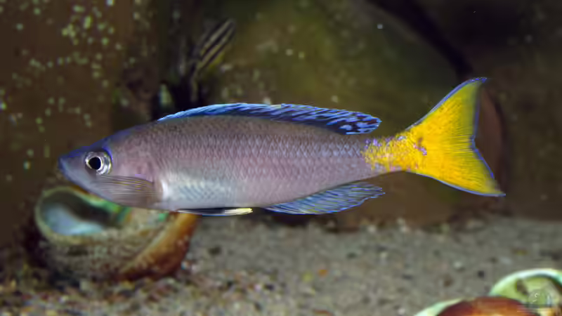 Cyprichromis leptosoma ´mpulungu´ von ravaka (105)