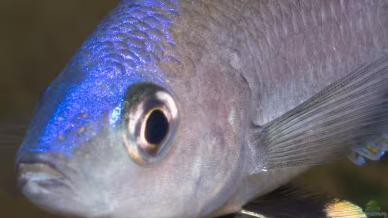 Cyprichromis leptosoma ´mpulungu´ von ravaka (106)