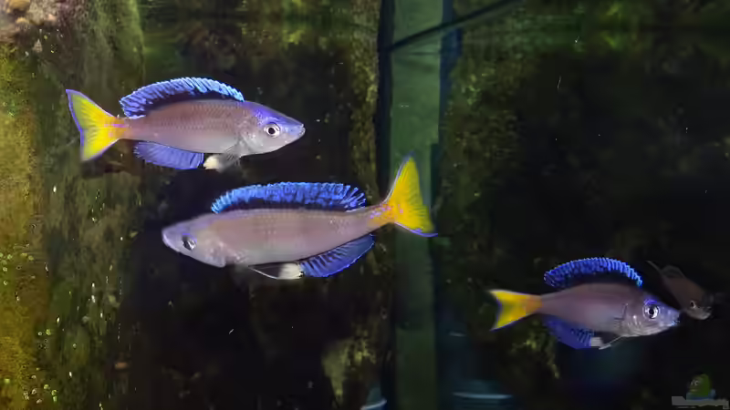 Cyprichromis leptosoma ´Mpulungu´ von ravaka (173)