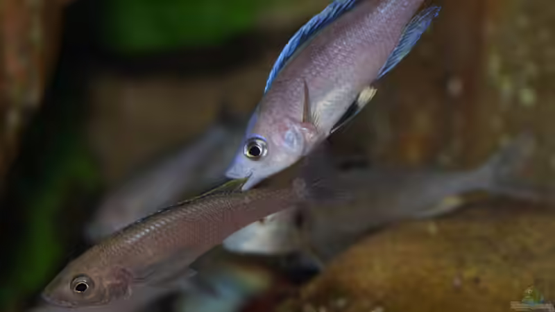 Cyprichromis leptosoma ´mpulungu´ von ravaka (94)