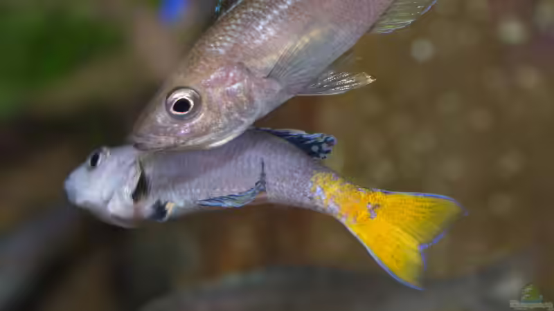 Cyprichromis leptosoma ´mpulungu´ von ravaka (98)