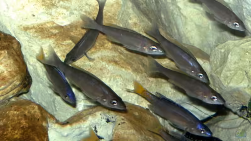 Cyprichromis Leptosoma Mpulungu von rayskin (27)