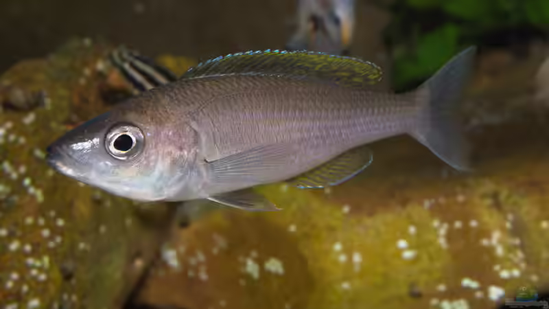 Aquarien mit Cyprichromis leptosoma (Blauer Heringscichlide)