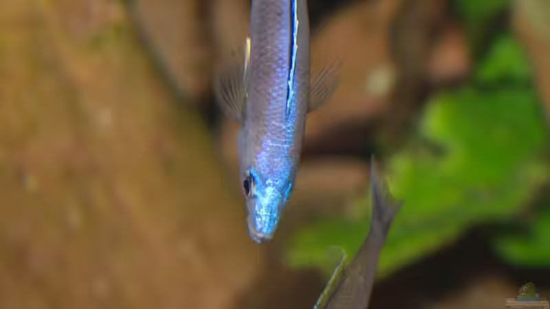 Aquarien mit Cyprichromis leptosoma (Blauer Heringscichlide)
