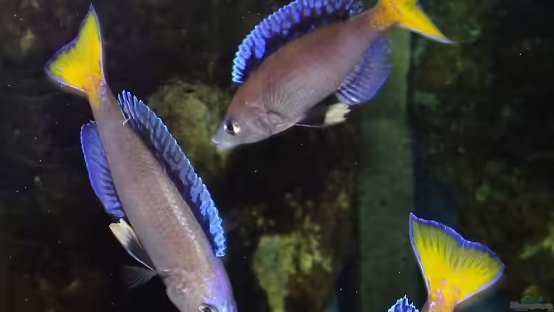 Aquarien mit Cyprichromis leptosoma (Blauer Heringscichlide)