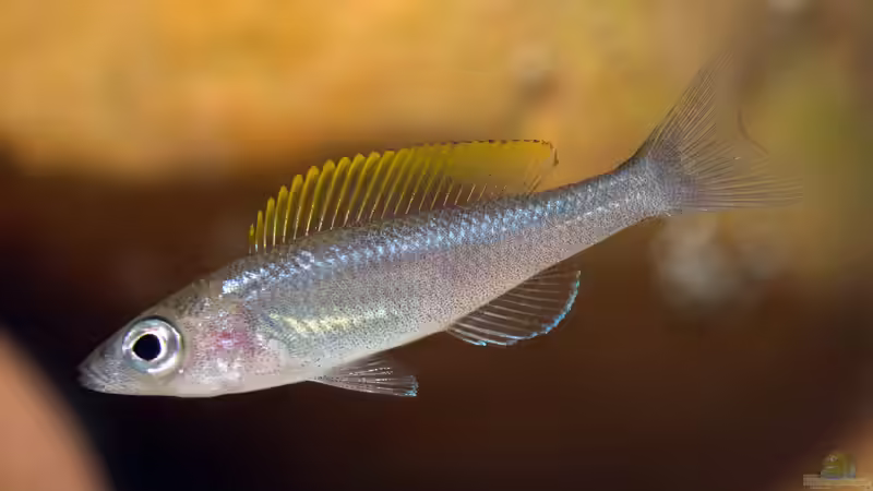 Aquarien mit Cyprichromis leptosoma (Blauer Heringscichlide)