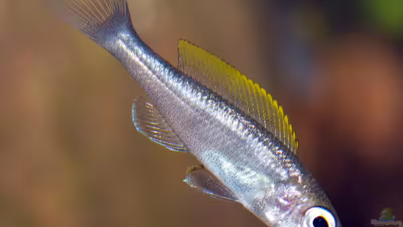 Beispiele für Aquarien mit Heringscichliden (Cyprichromis)