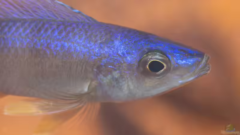 Cyprichromis leptosoma utinta  von fotto (6)