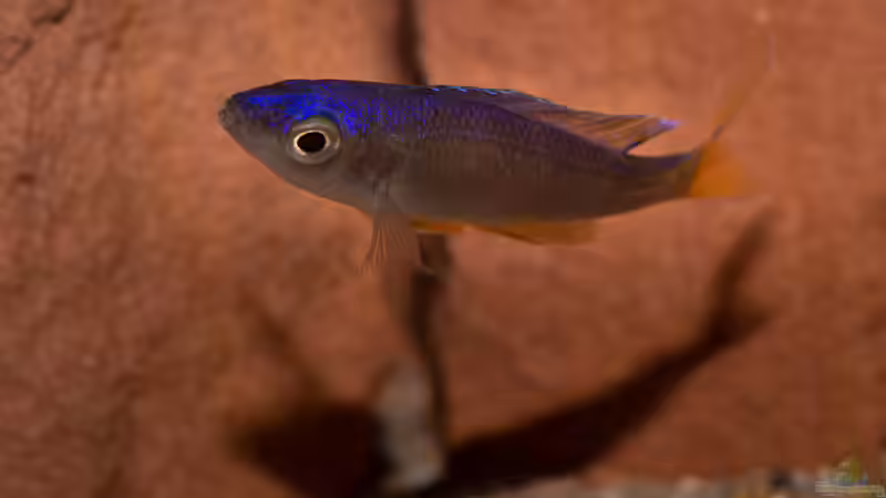 Cyprichromis leptosoma utinta  von fotto (7)