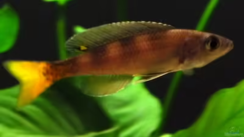 Cyprichromis leptosoma utinta orange tail - Männchen von vitus (7)