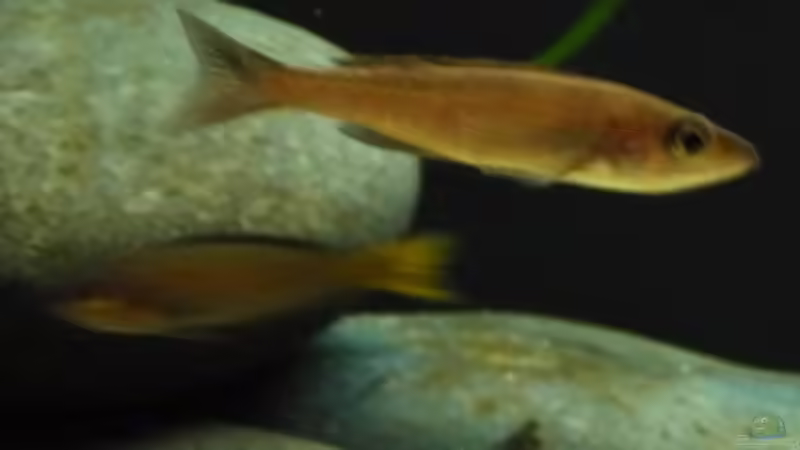 Cyprichromis leptosoma utinta orange tail - Weibchen von vitus (6)