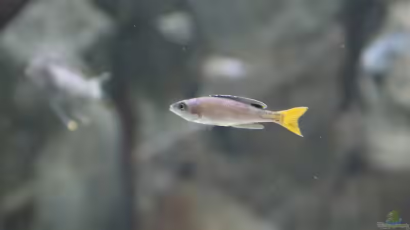 Cyprichromis leptosoma utinta von 8 CBM (68)