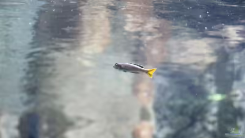 Cyprichromis leptosoma utinta von 8 CBM (69)