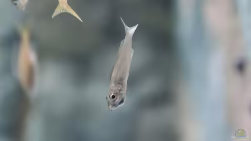 Cyprichromis leptosoma utinta von 8 CBM (70)