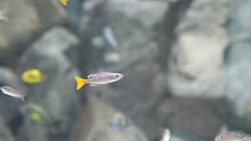 Cyprichromis leptosoma utinta von 8 CBM (71)