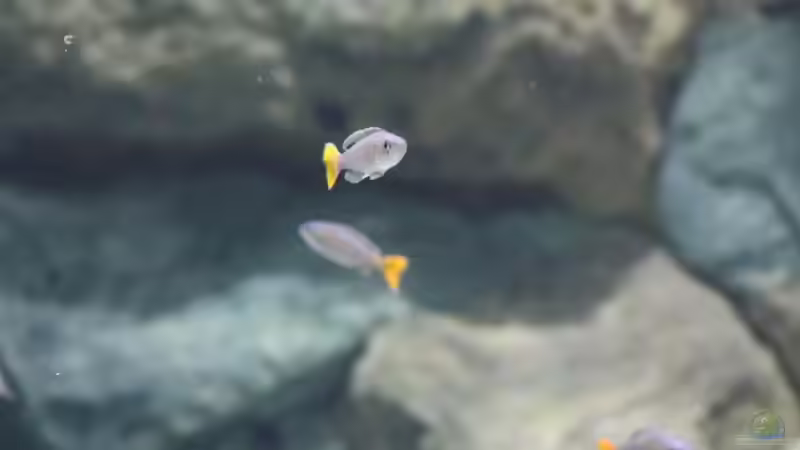 Cyprichromis leptosoma utinta von 8 CBM (72)