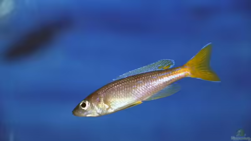Cyprichromis leptosoma utinta von Rainer König (10)